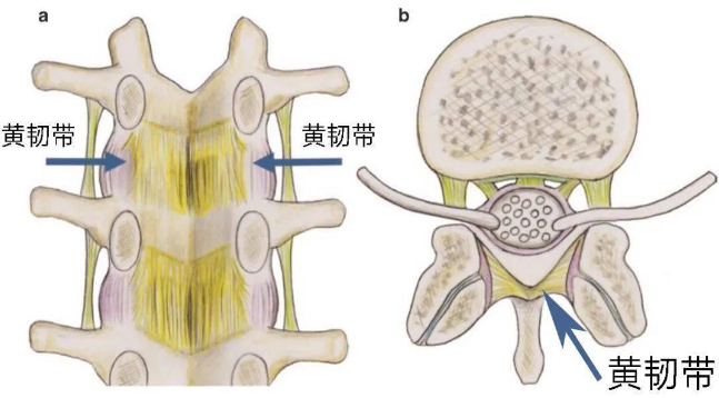 邵陽(yáng)創(chuàng)傷骨科,邵陽(yáng)風(fēng)濕病區(qū),邵陽(yáng)骨質(zhì)增生,邵陽(yáng)關(guān)節(jié)病區(qū),邵陽(yáng)頸椎病區(qū)